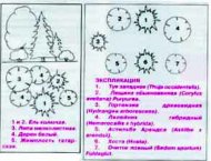 как правильно посадить ель