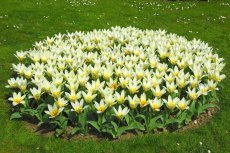 клумба моноцветник