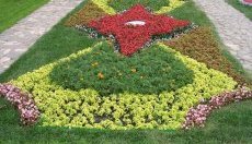 клумба партер