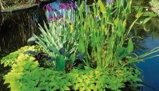 плавающая клумба