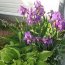 Irises In Garden Landscape Design