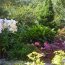 Lilys In Garden Landscape Design
