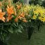 Lilys In The Landscape Design Of The Garden