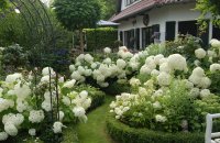 Hortense In The Landscape Design Of The Garden Photo