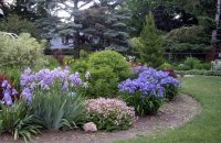 Irises In The Landscape Design Of The Garden Photo