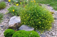 Lapchatka In Garden Landscape Design
