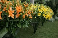 Lilys In The Landscape Design Of The Garden
